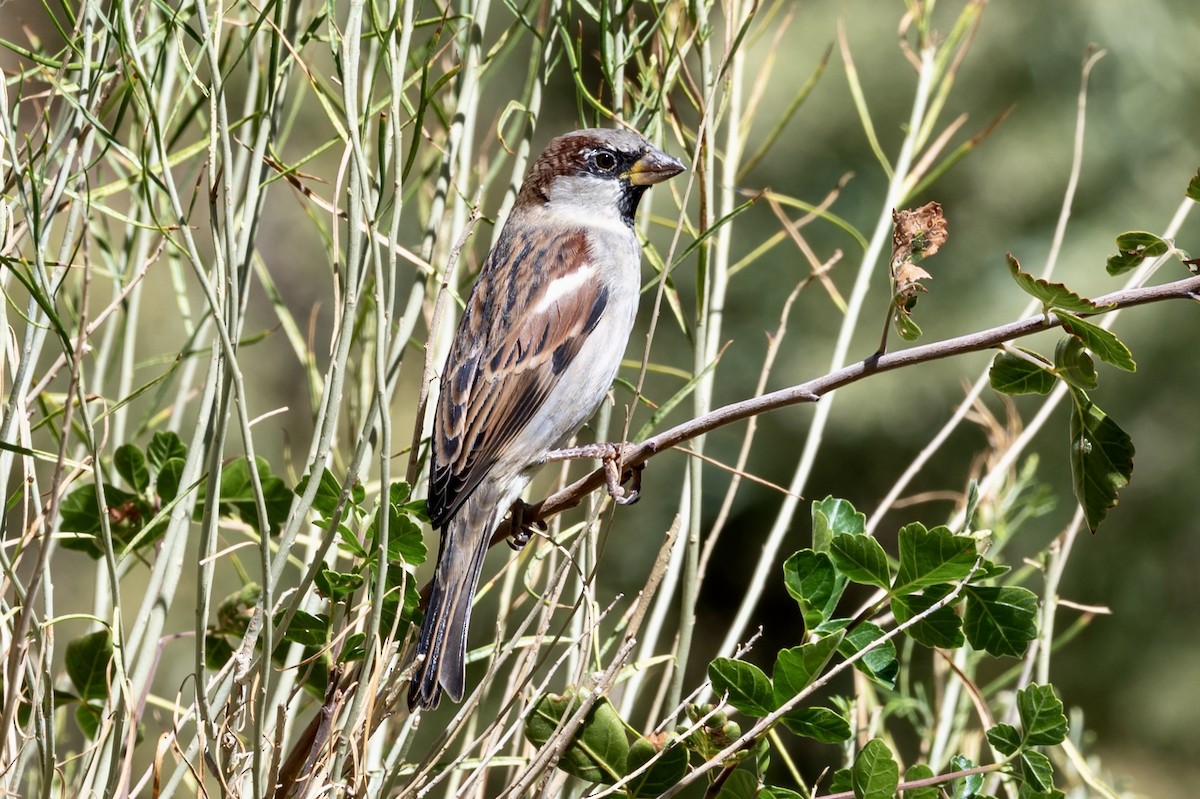 House Sparrow - ML642778665