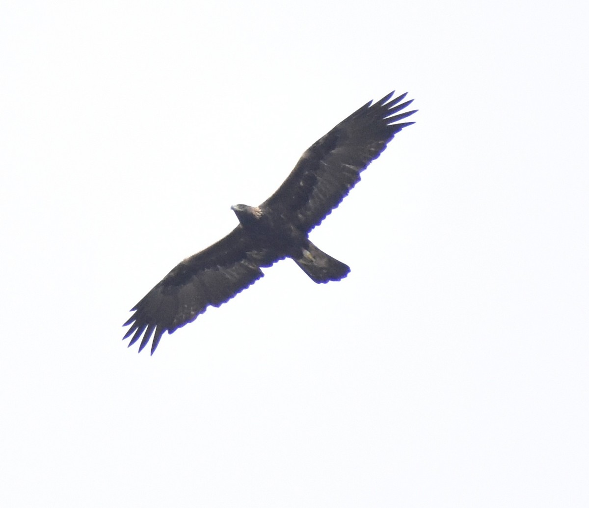 Golden Eagle - ML642778668