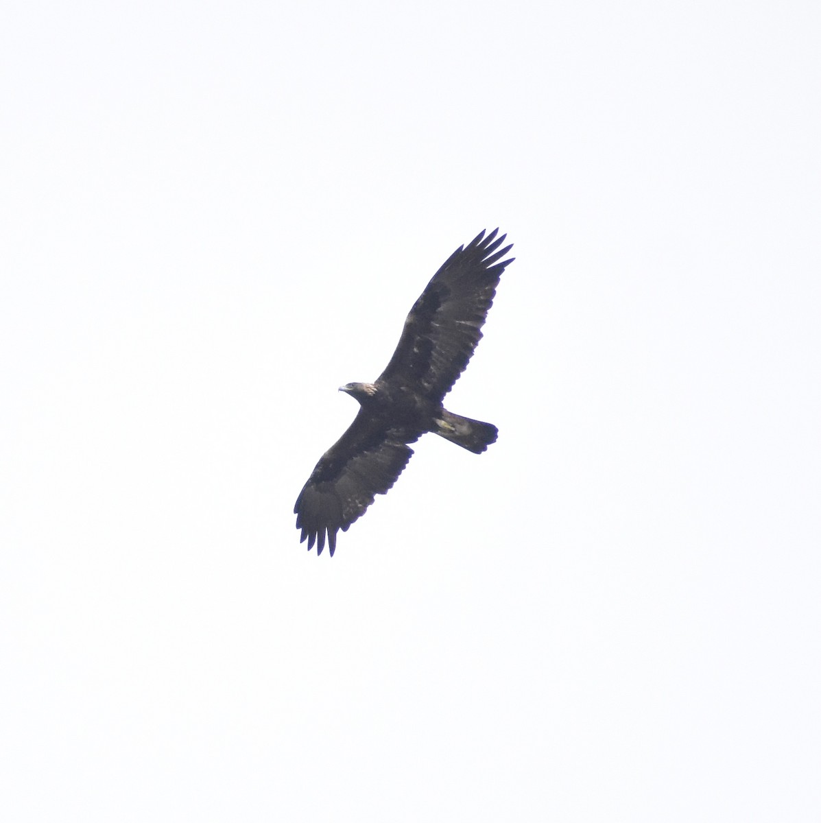 Golden Eagle - ML642778672