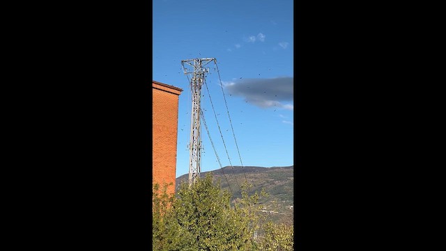 Хүрээний хараацай - ML642778695
