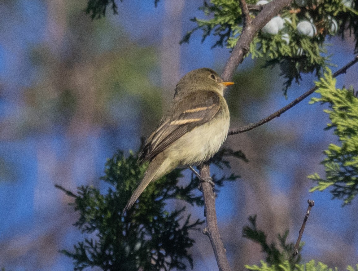 Empidonax sp. - ML642778702