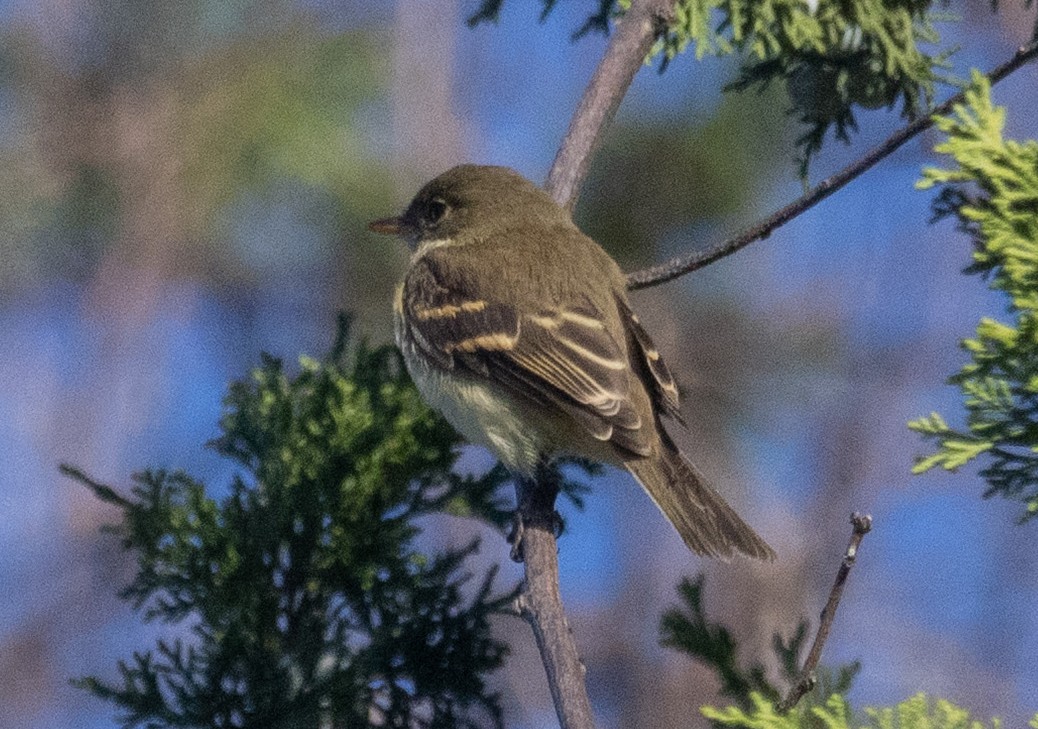Empidonax sp. - ML642778703