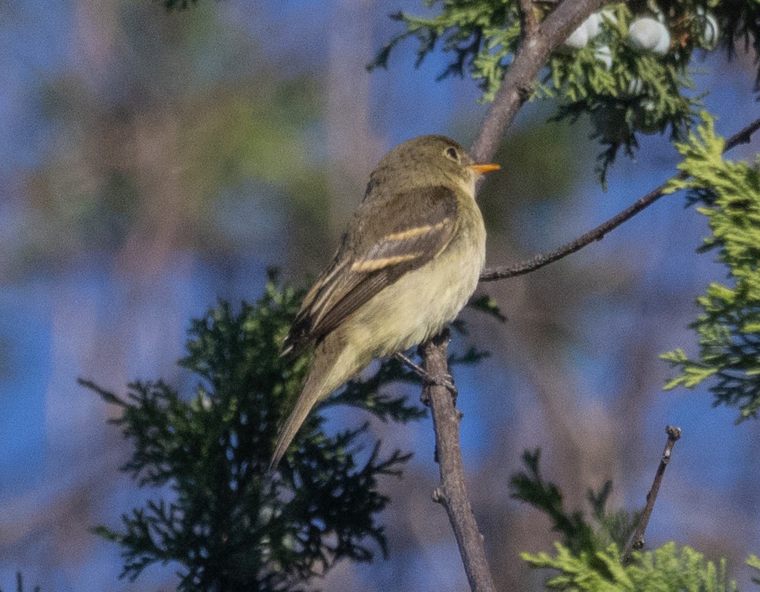 Empidonax sp. - ML642778704