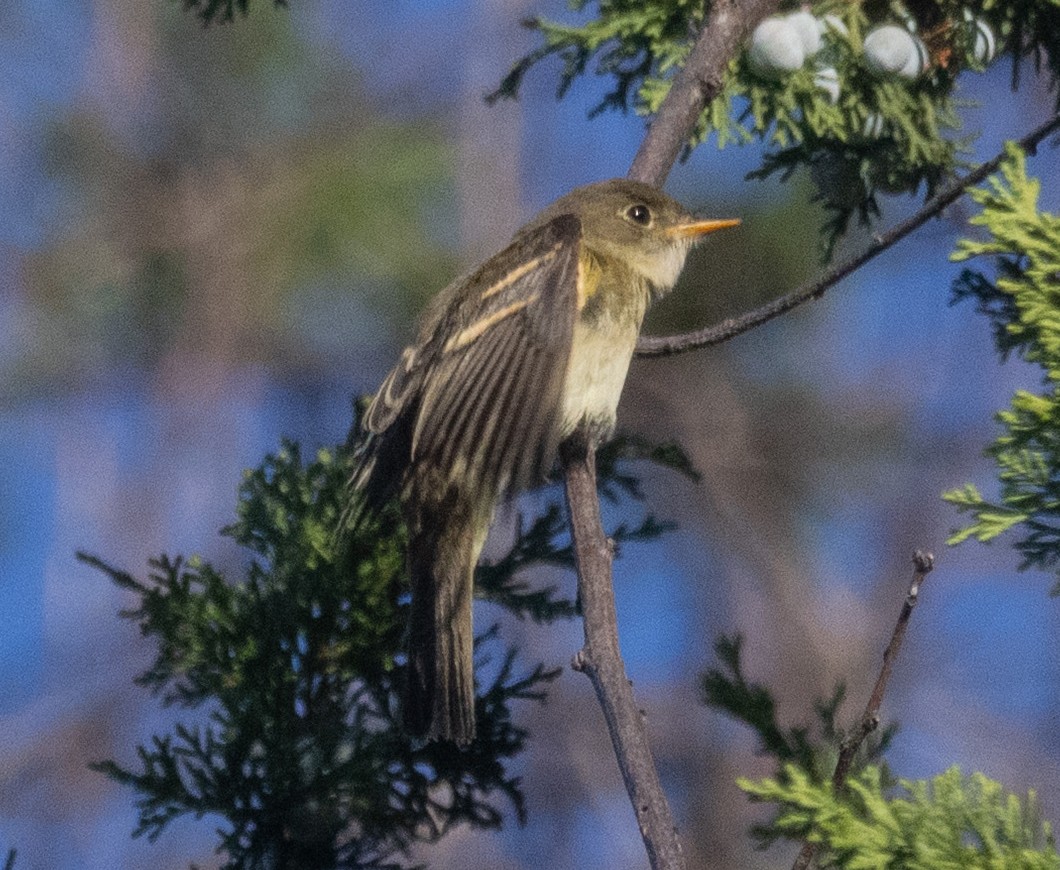 Empidonax sp. - ML642778705