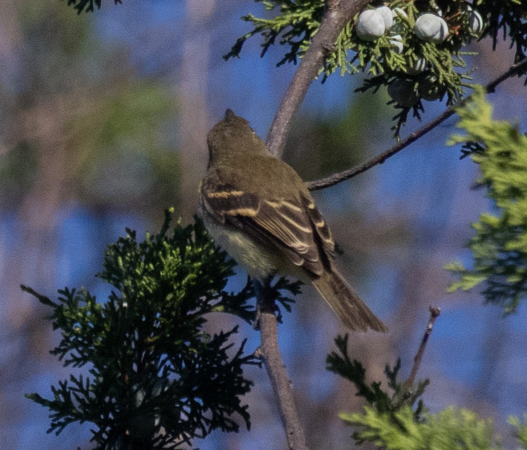 Empidonax sp. - ML642778708