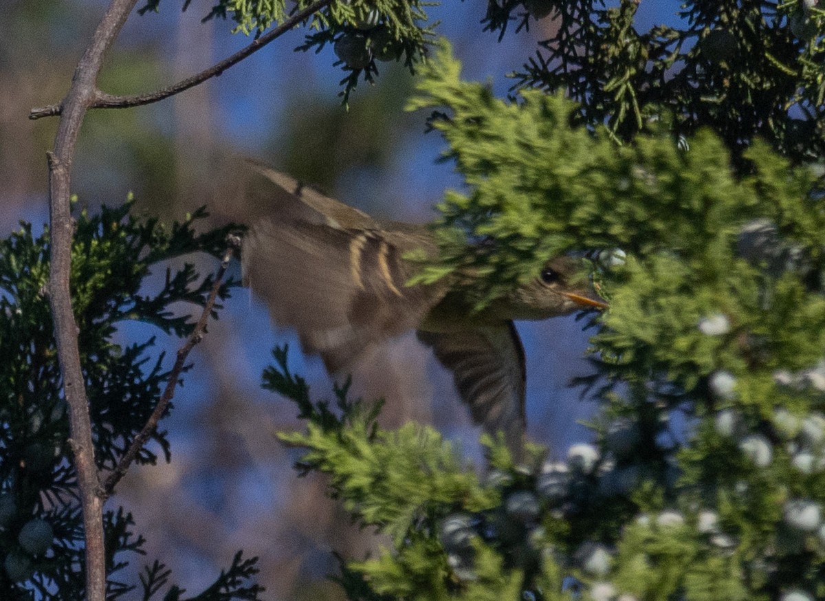 Empidonax sp. - ML642778712