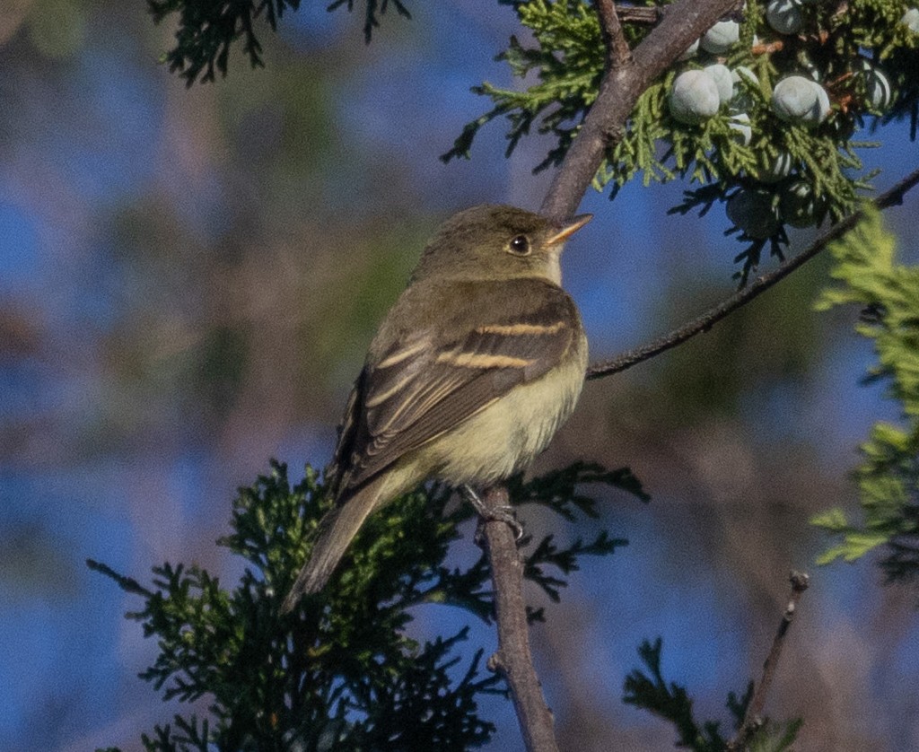 Empidonax sp. - ML642778713