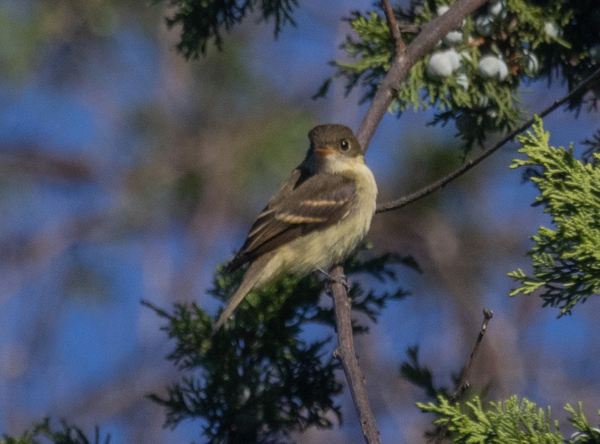 Empidonax sp. - ML642778714