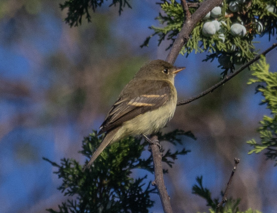 Empidonax sp. - ML642778715