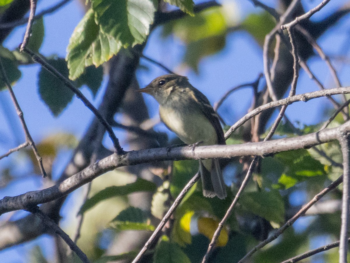 Empidonax sp. - ML642778716