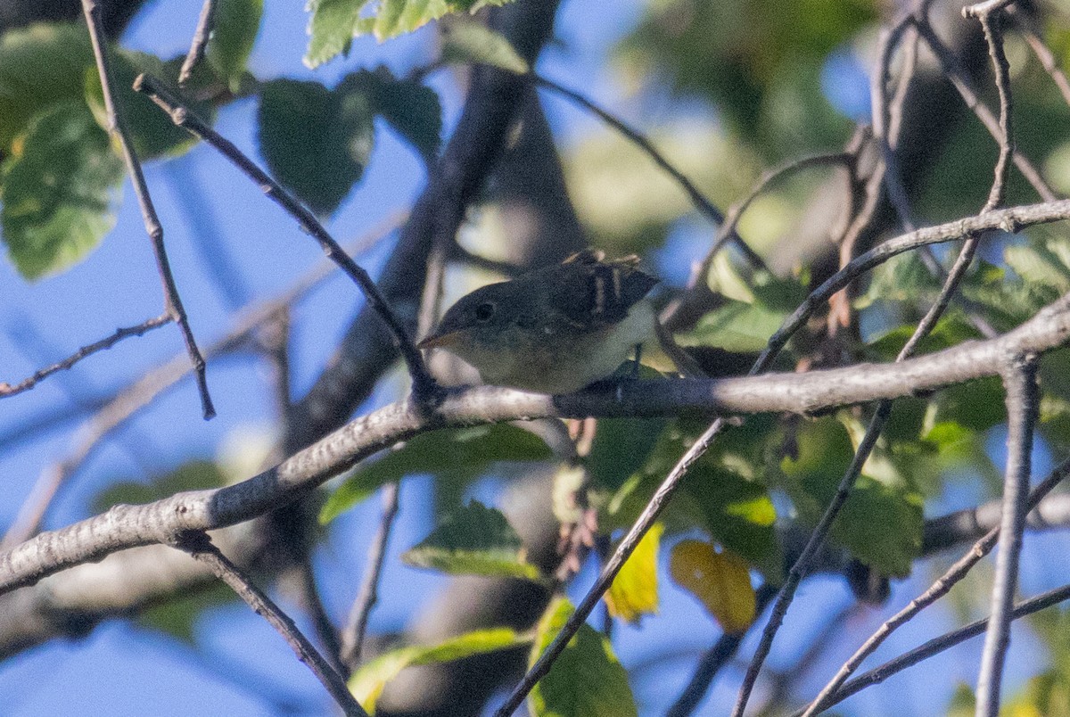 Empidonax sp. - ML642778717