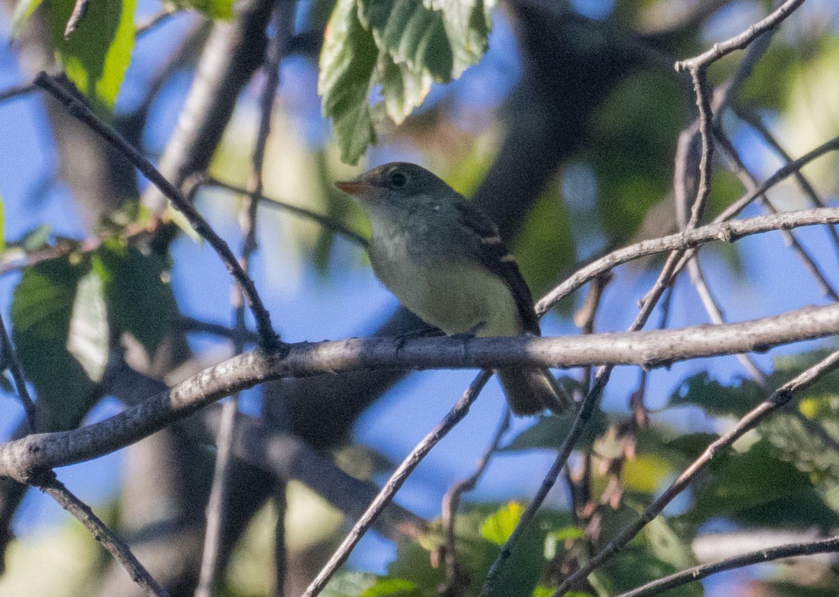 Empidonax sp. - ML642778718