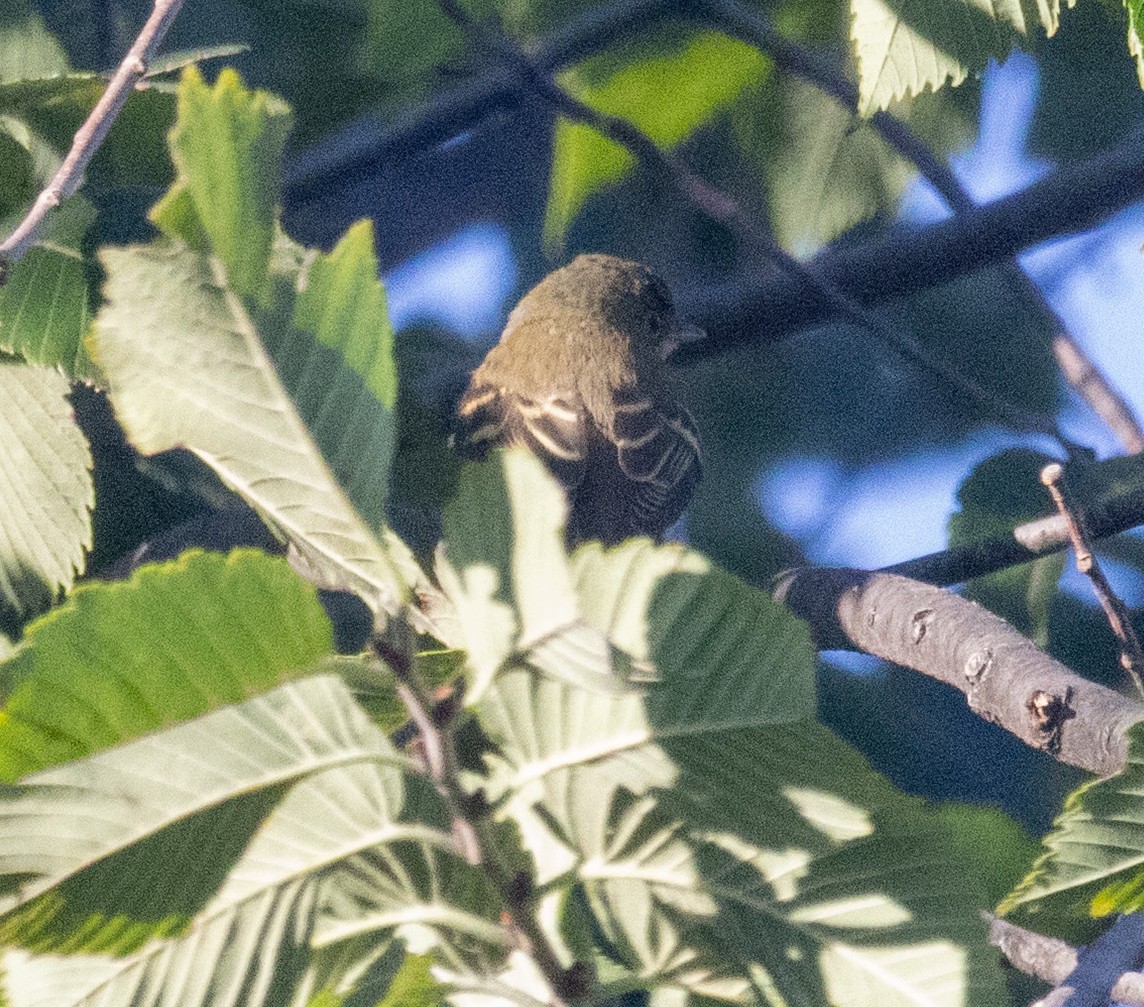 Empidonax sp. - ML642778719