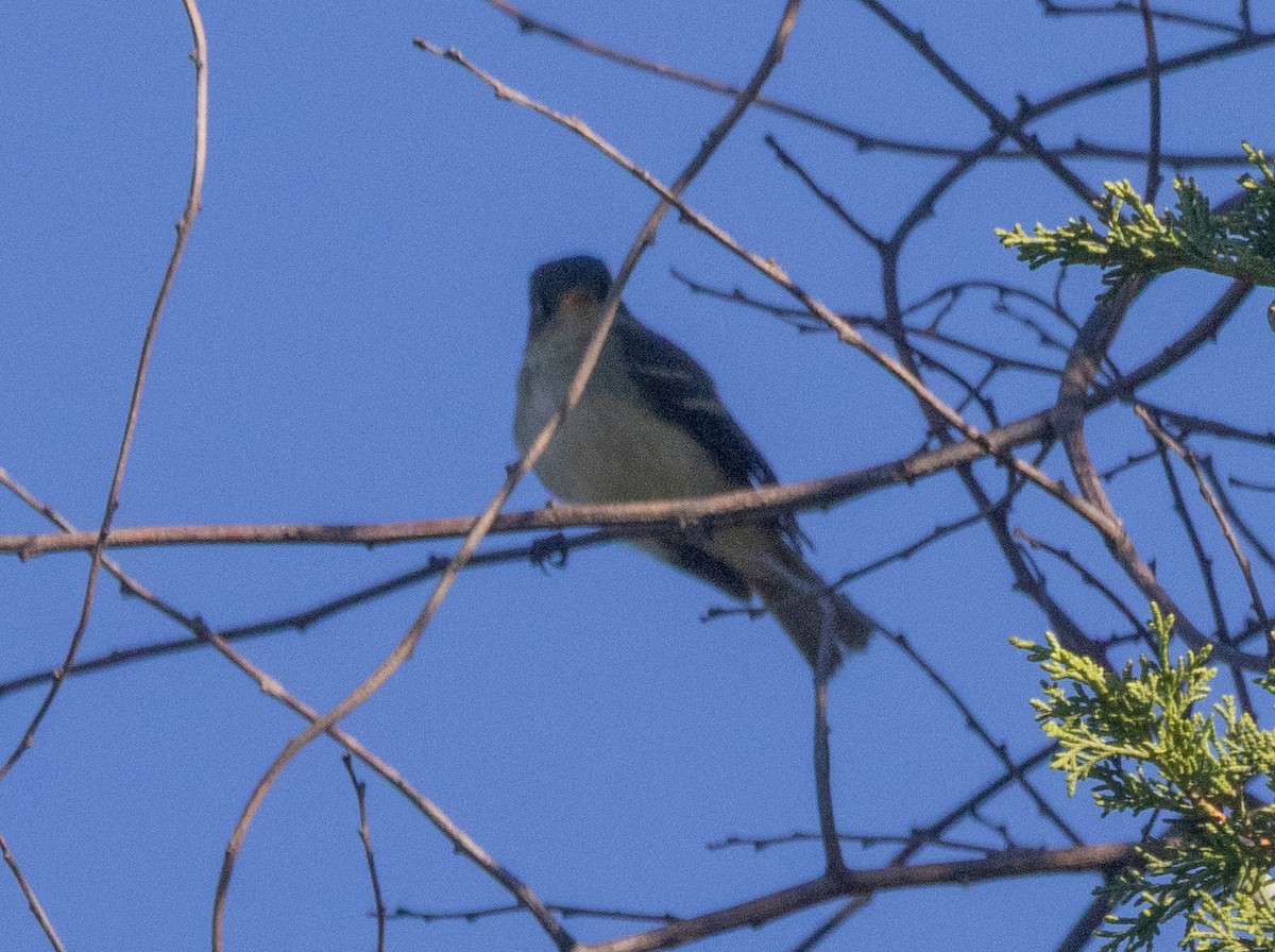 Empidonax sp. - ML642778720