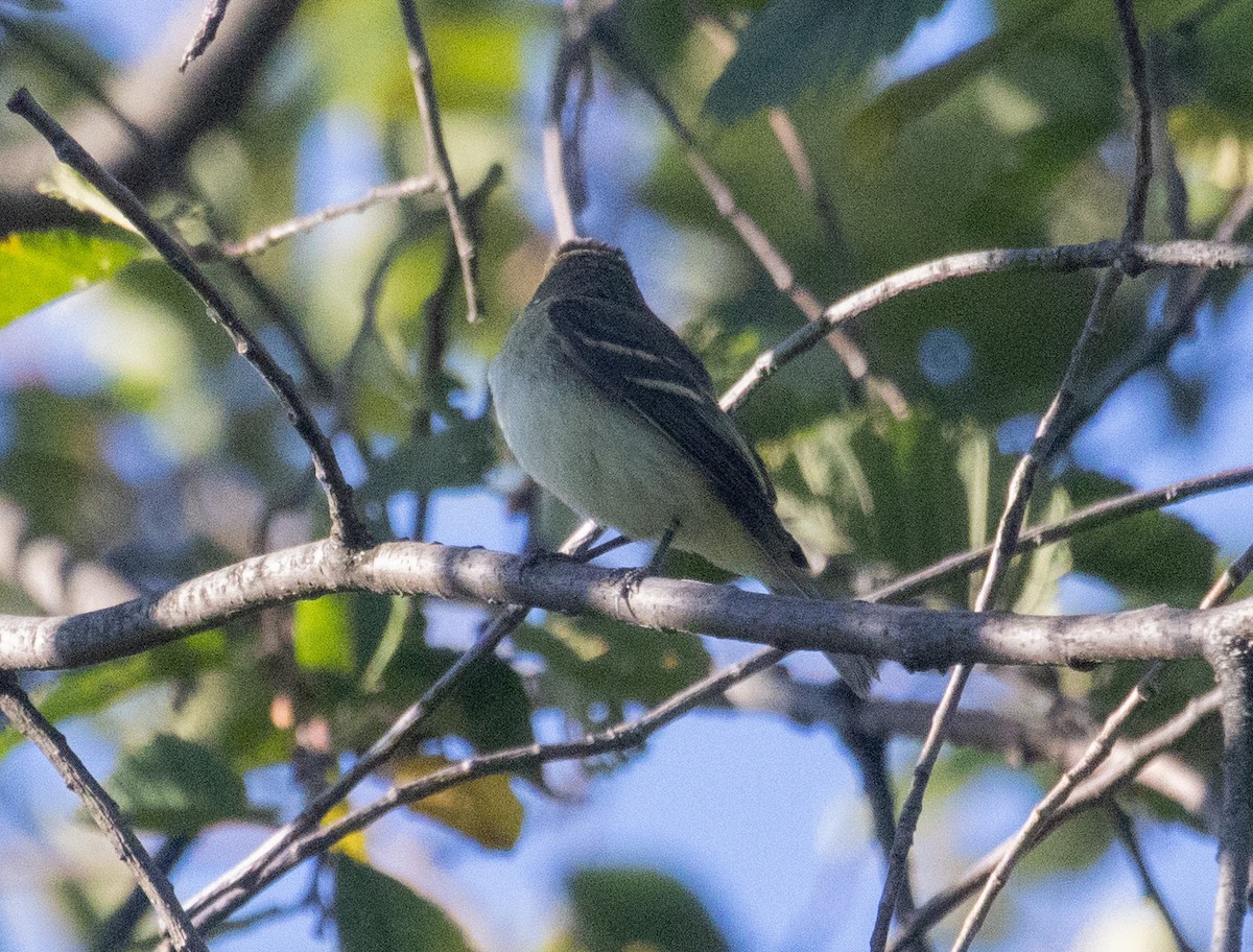 Empidonax sp. - ML642778721