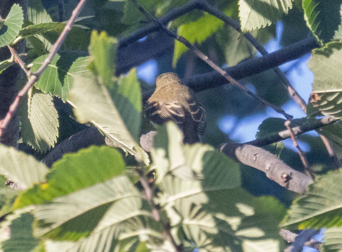 Empidonax sp. - ML642778722