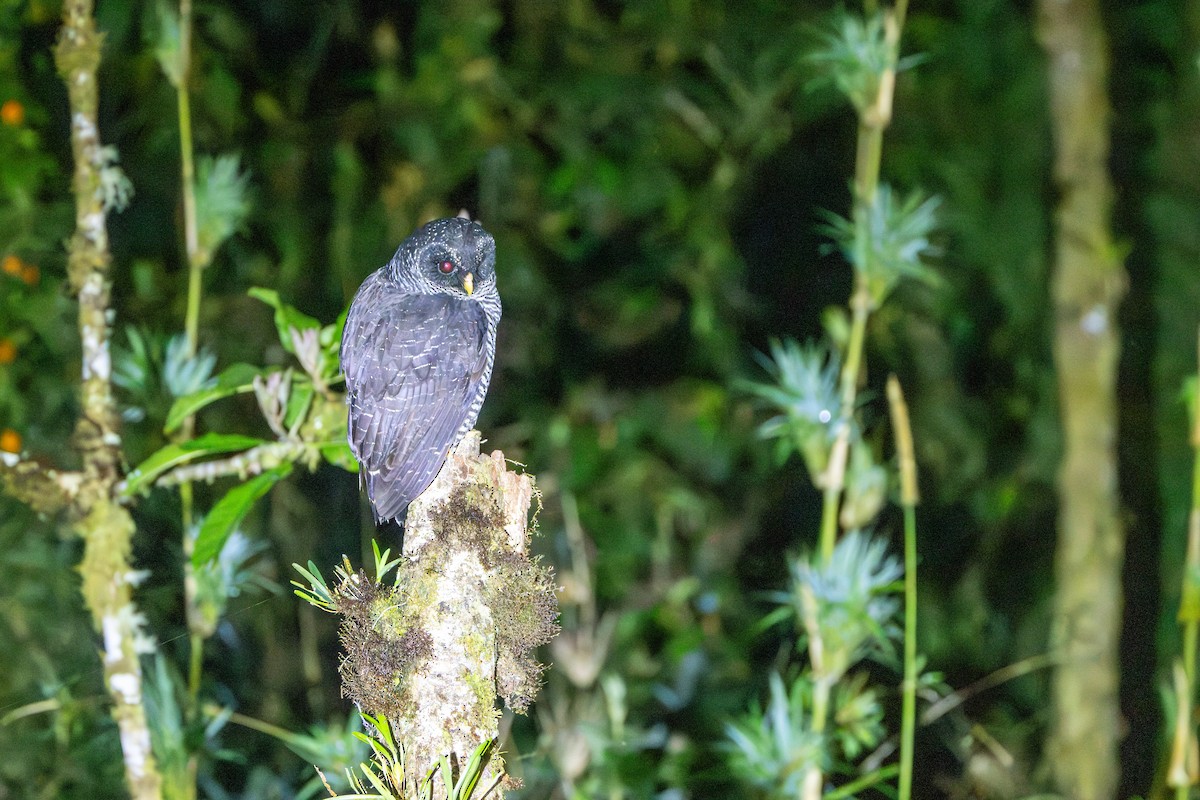 Black-banded Owl (San Isidro) - ML642778733