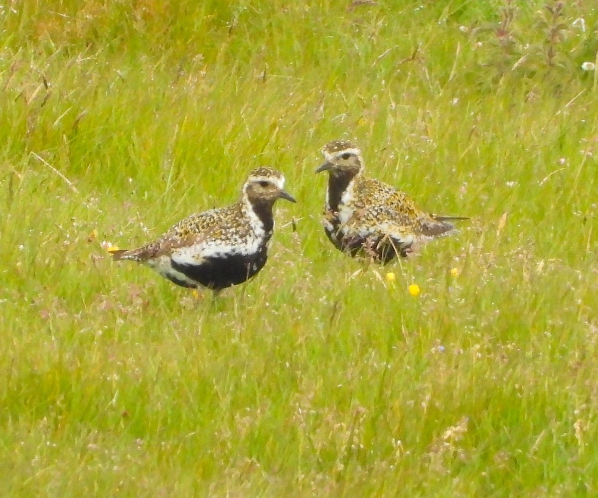European Golden-Plover - ML642778748