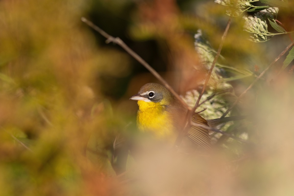 Yellow-breasted Chat - ML642778766
