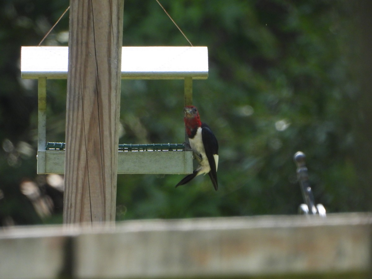 Red-headed Woodpecker - ML642778820