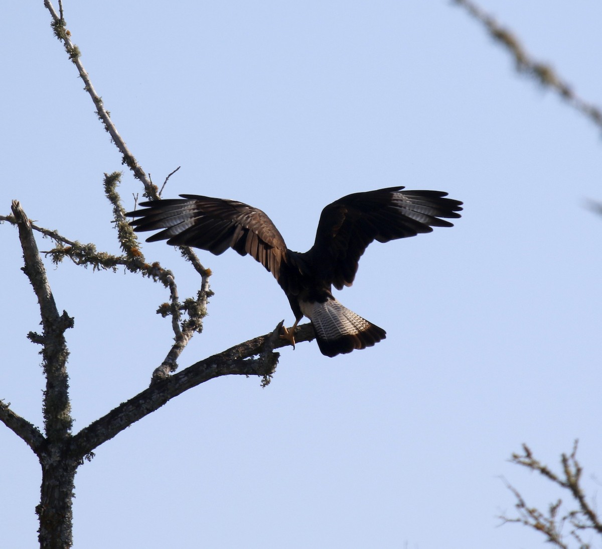 Crested Caracara (Northern) - ML642778827