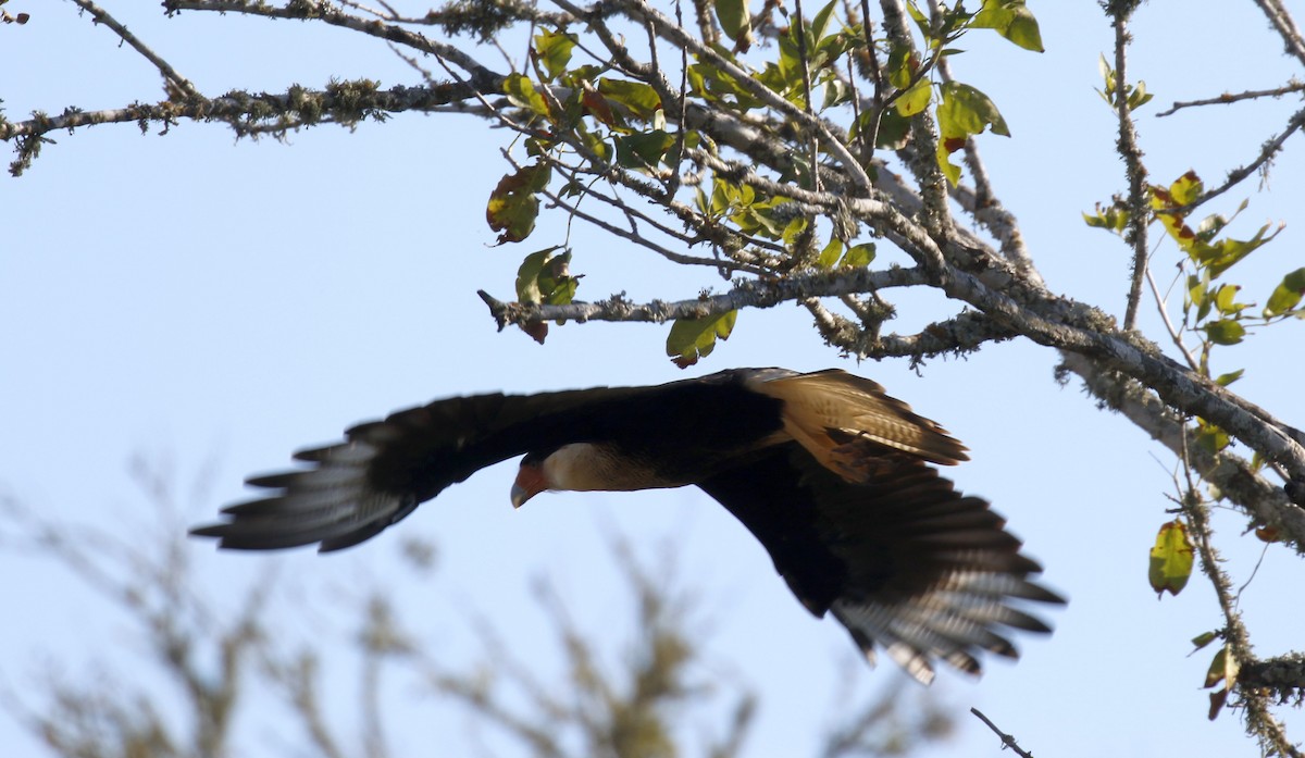 Crested Caracara (Northern) - ML642778828