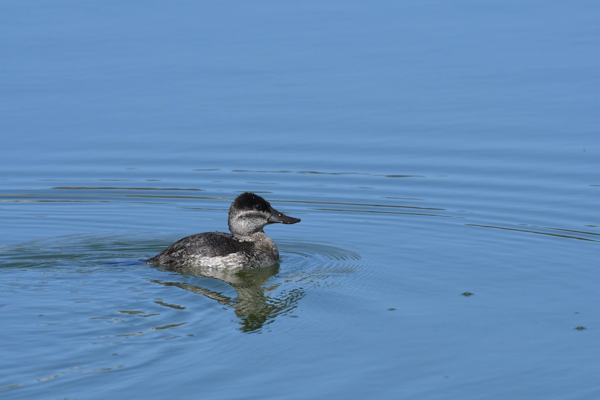Ruddy Duck - ML642778831