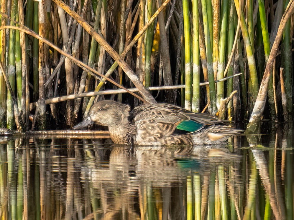 Green-winged Teal - ML642778838