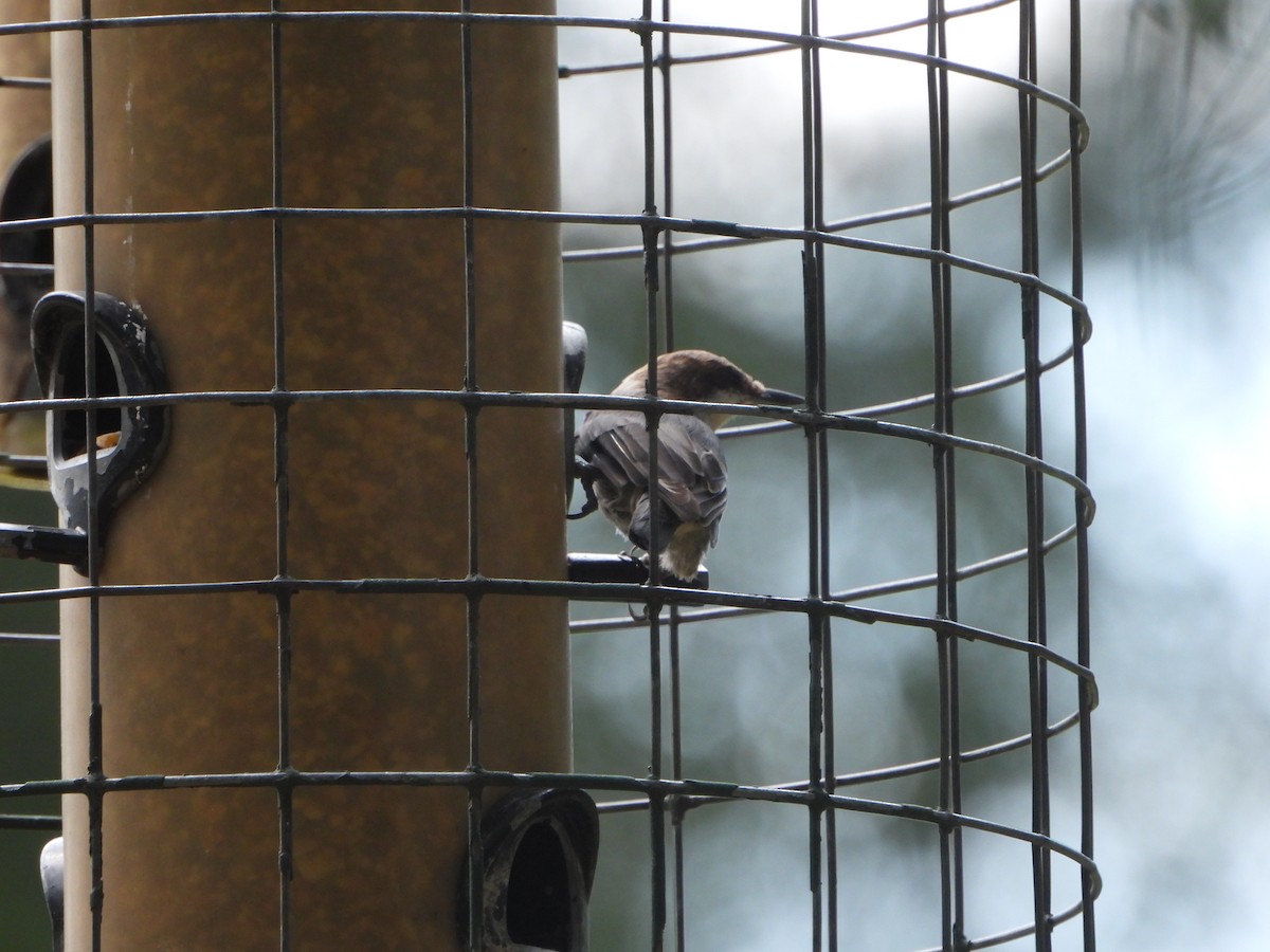 Brown-headed Nuthatch - ML642778839