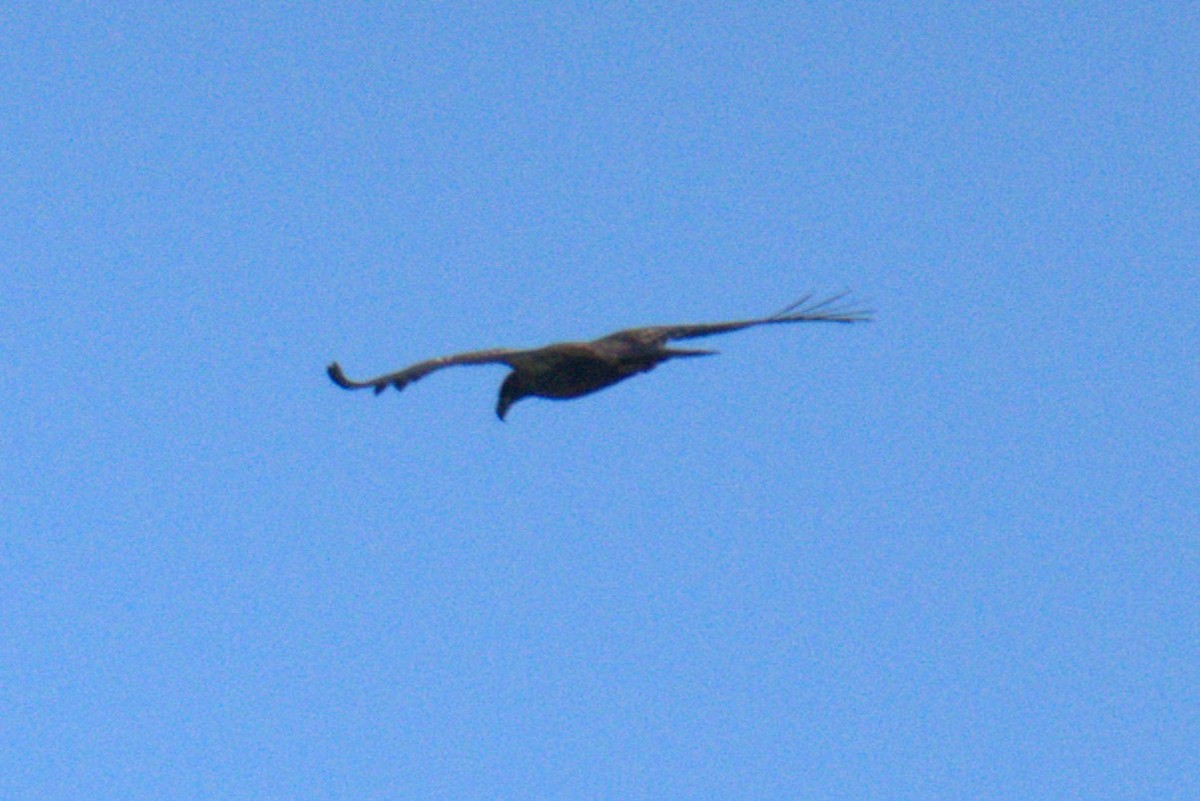 Bald Eagle - ML642778841