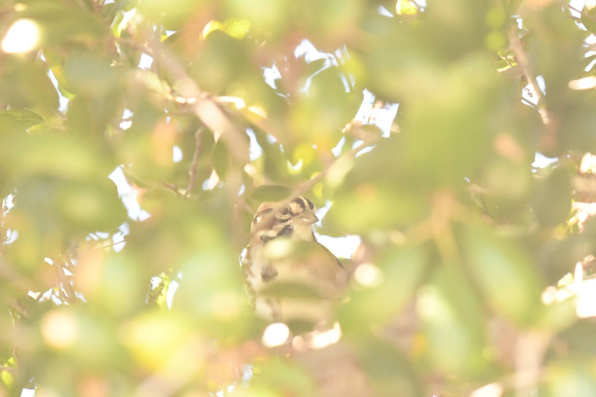 Lark Sparrow - ML642778861