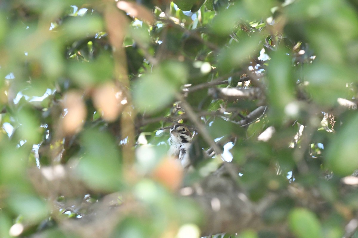 Lark Sparrow - ML642778863
