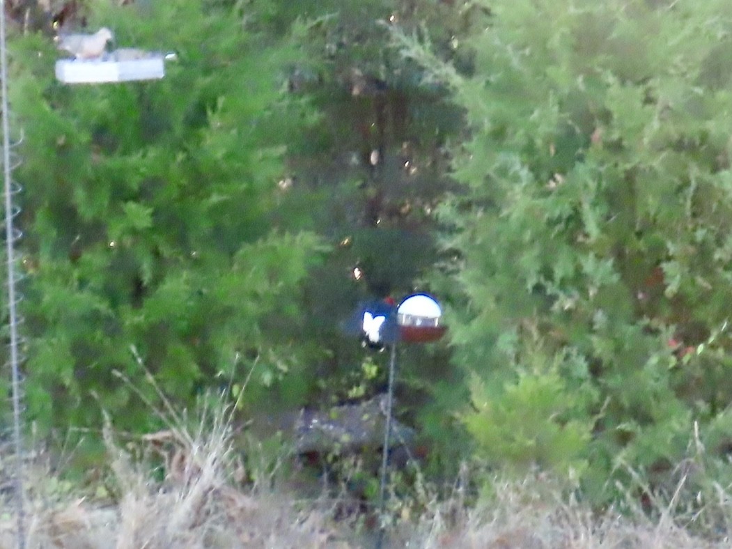 Red-headed Woodpecker - ML642778864