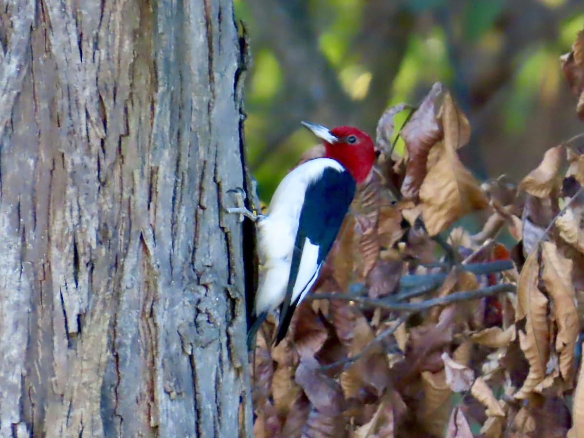 Red-headed Woodpecker - ML642778865