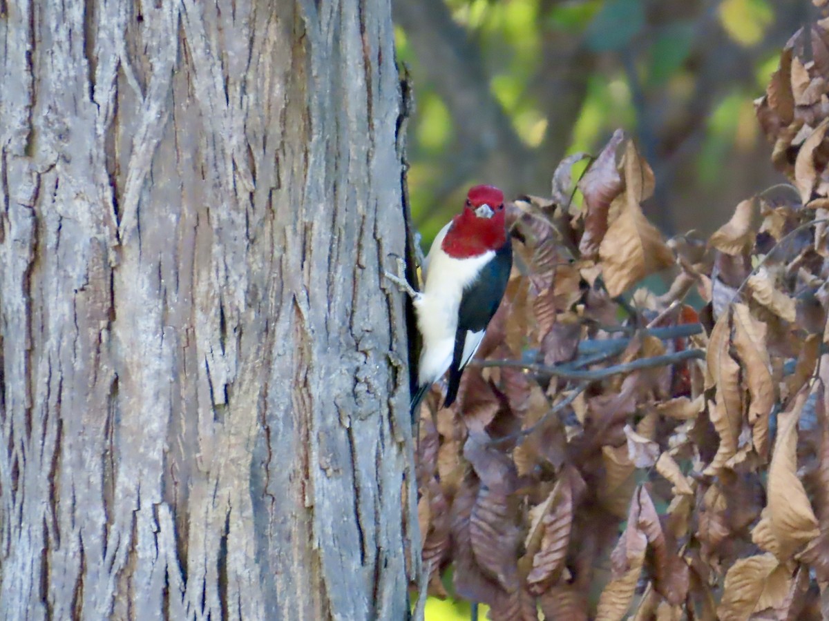 Red-headed Woodpecker - ML642778866