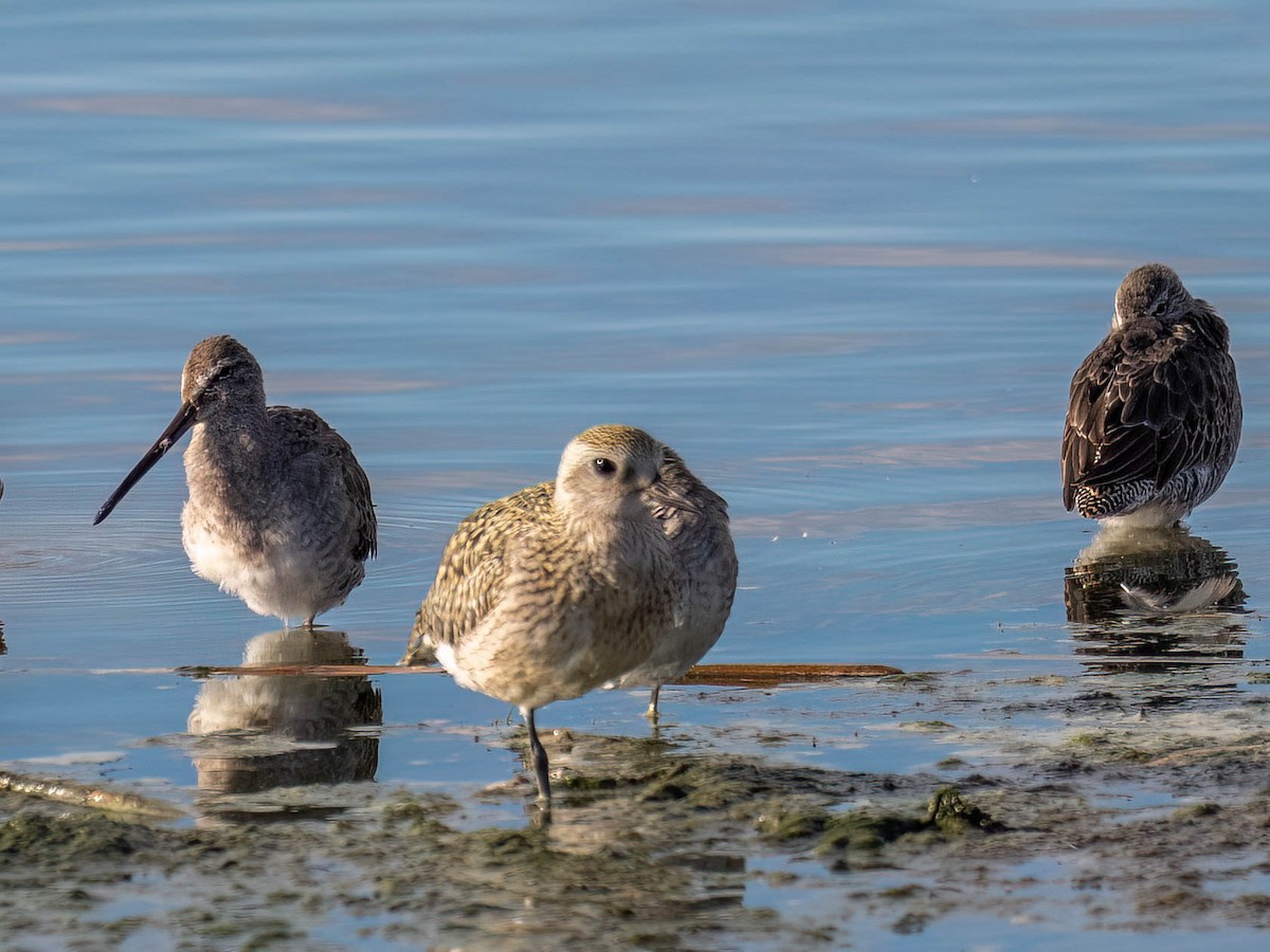 American Golden-Plover - ML642778883