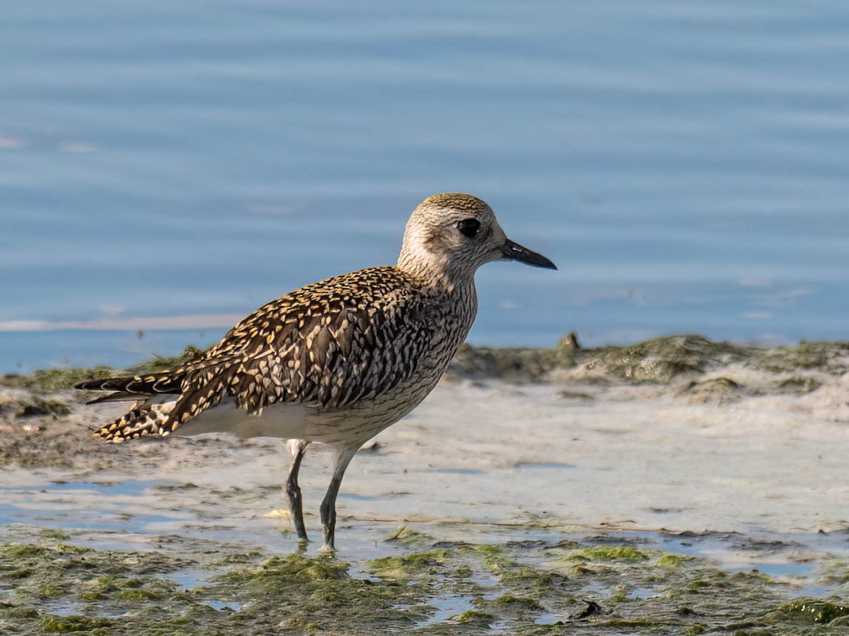 American Golden-Plover - ML642778884