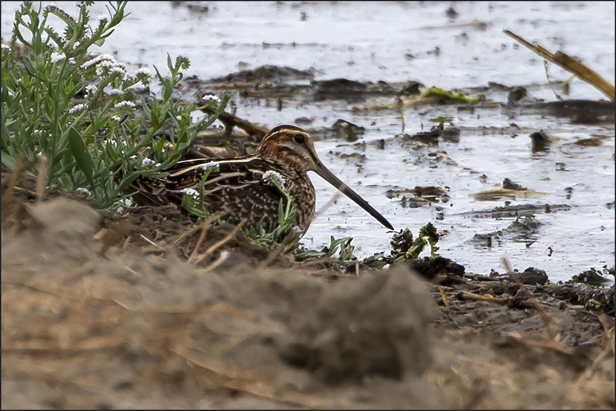 Wilson's Snipe - ML642778891