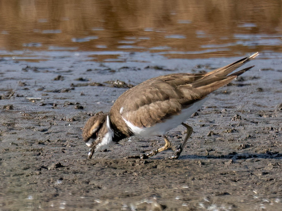 Killdeer - ML642778894