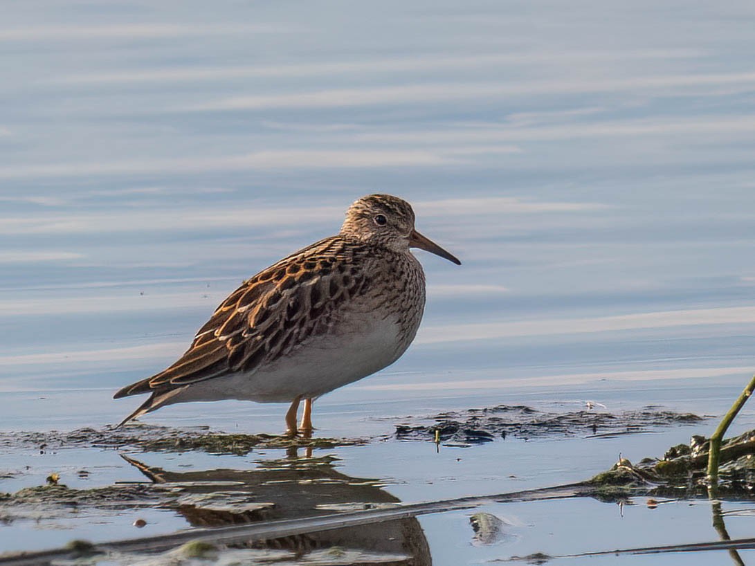 Pectoral Sandpiper - ML642778904
