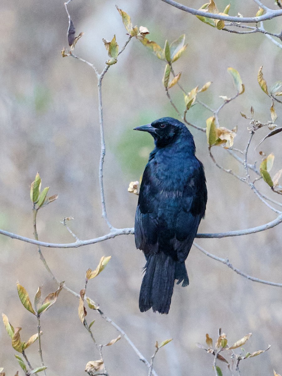 Scrub Blackbird - ML642778911