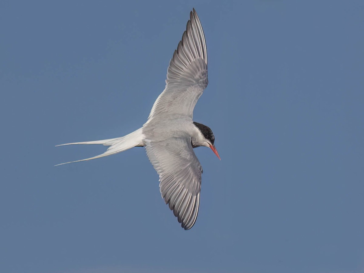 Arctic Tern - ML642778913