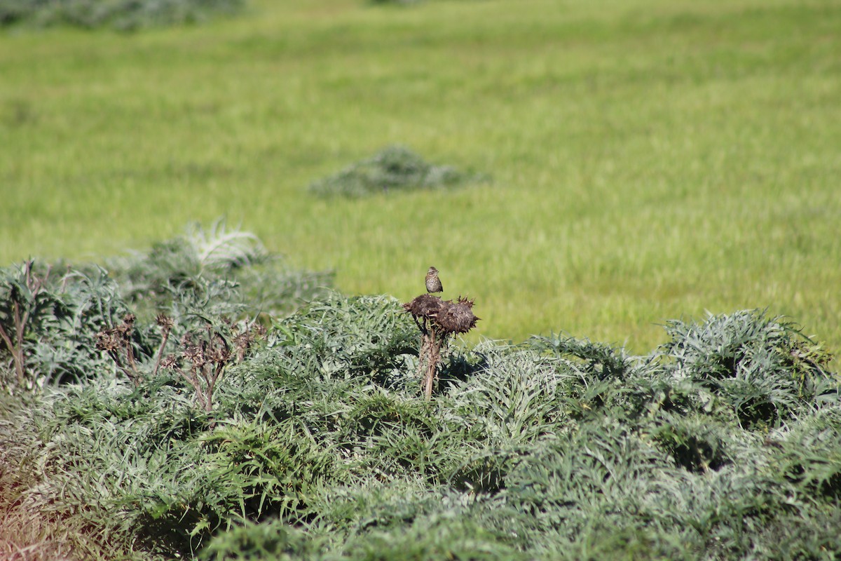 Rufous-collared Sparrow - ML642778918