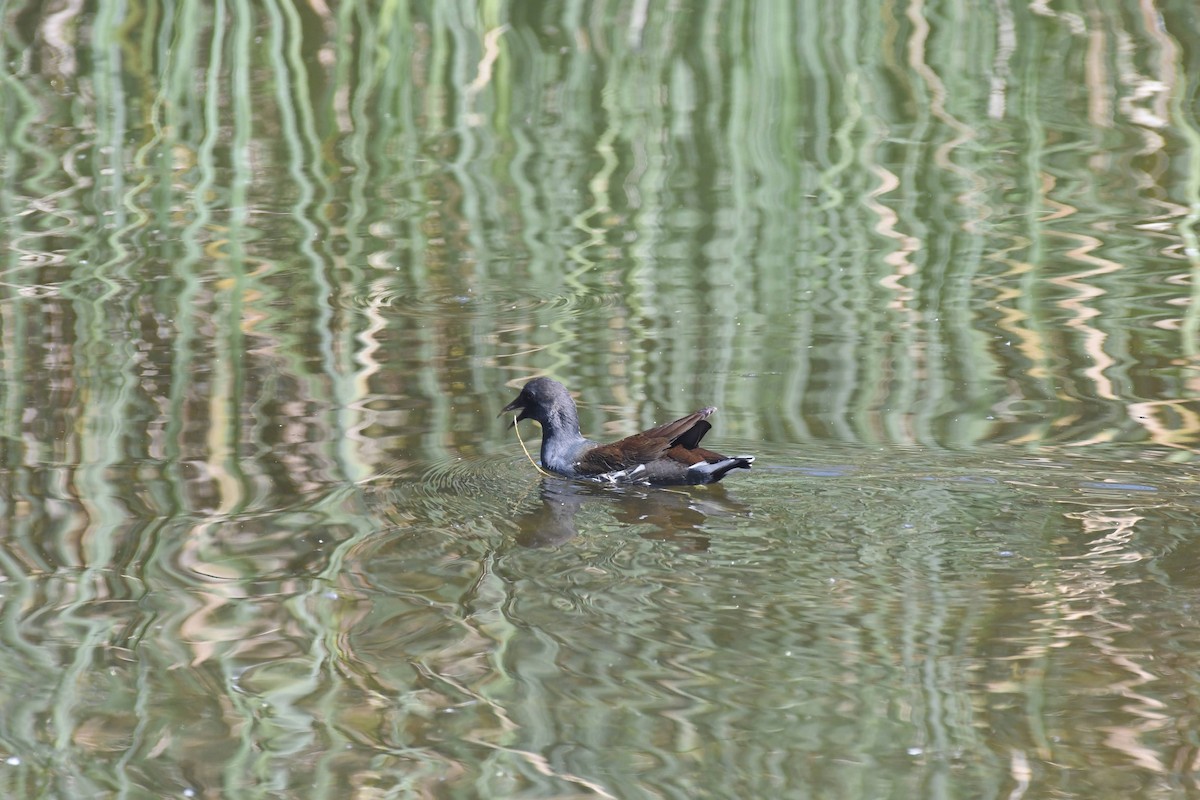 Common Gallinule - ML642778927