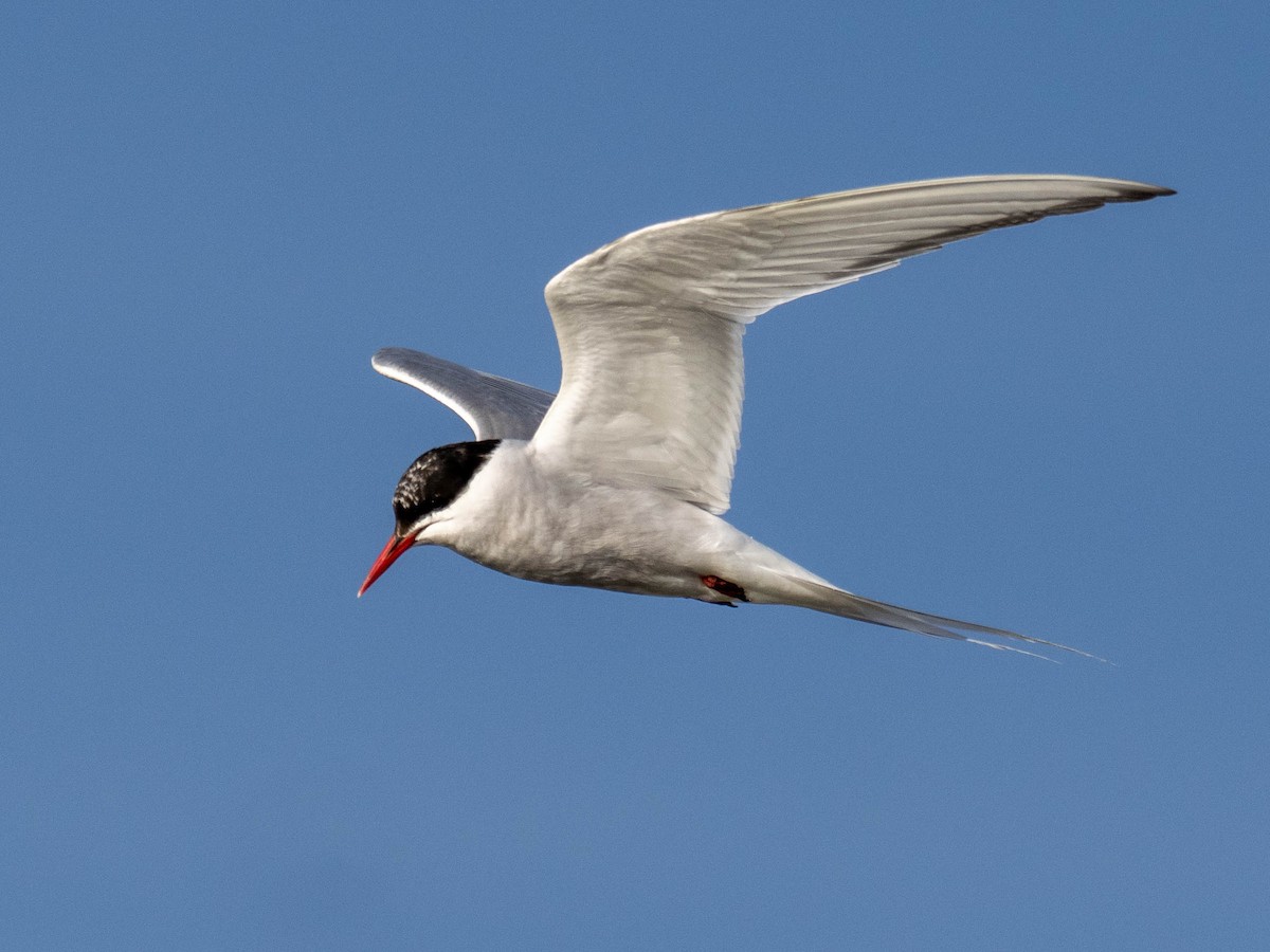 Arctic Tern - ML642778935