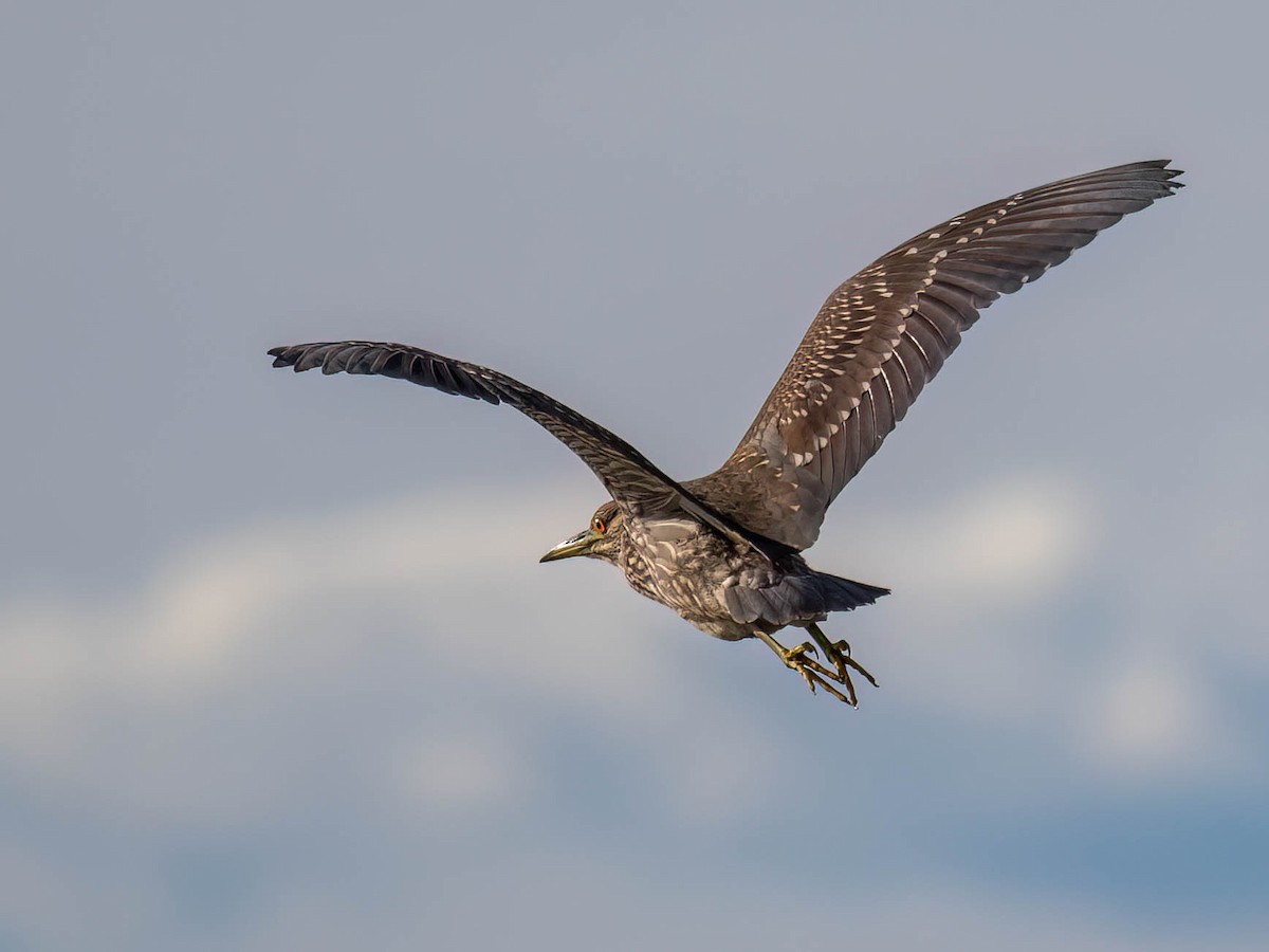 Black-crowned Night Heron - ML642778947