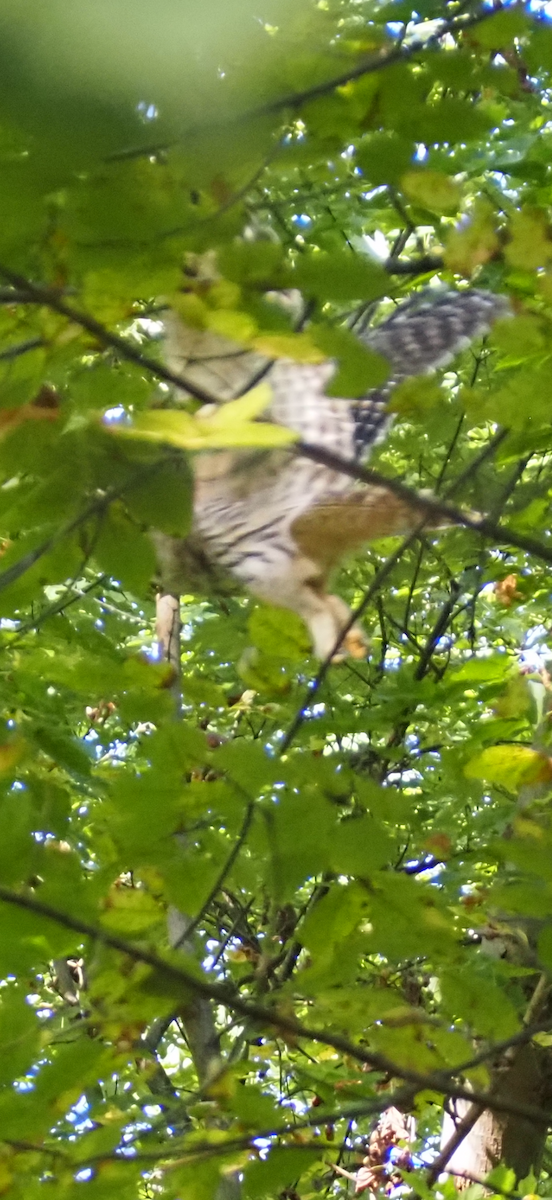 owl sp. - ML642778955