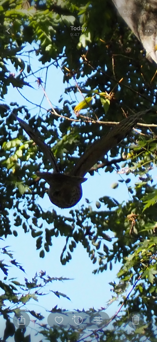 owl sp. - ML642778956