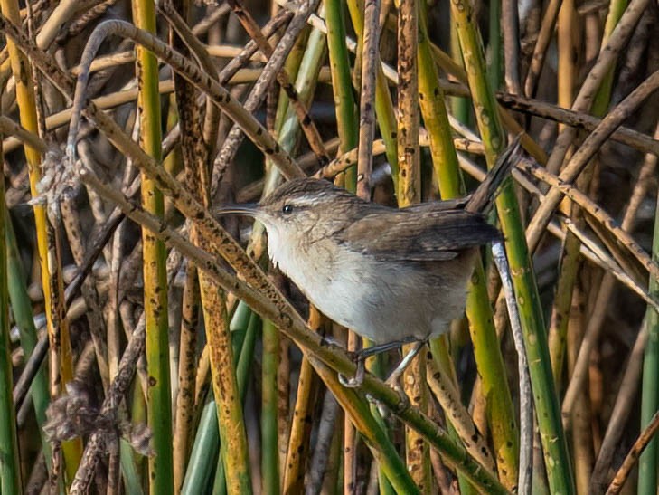 Marsh Wren - ML642778957