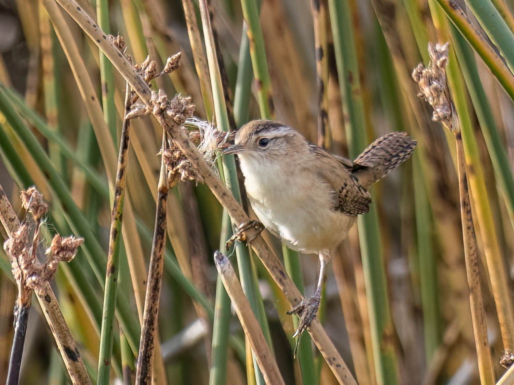 Marsh Wren - ML642778958